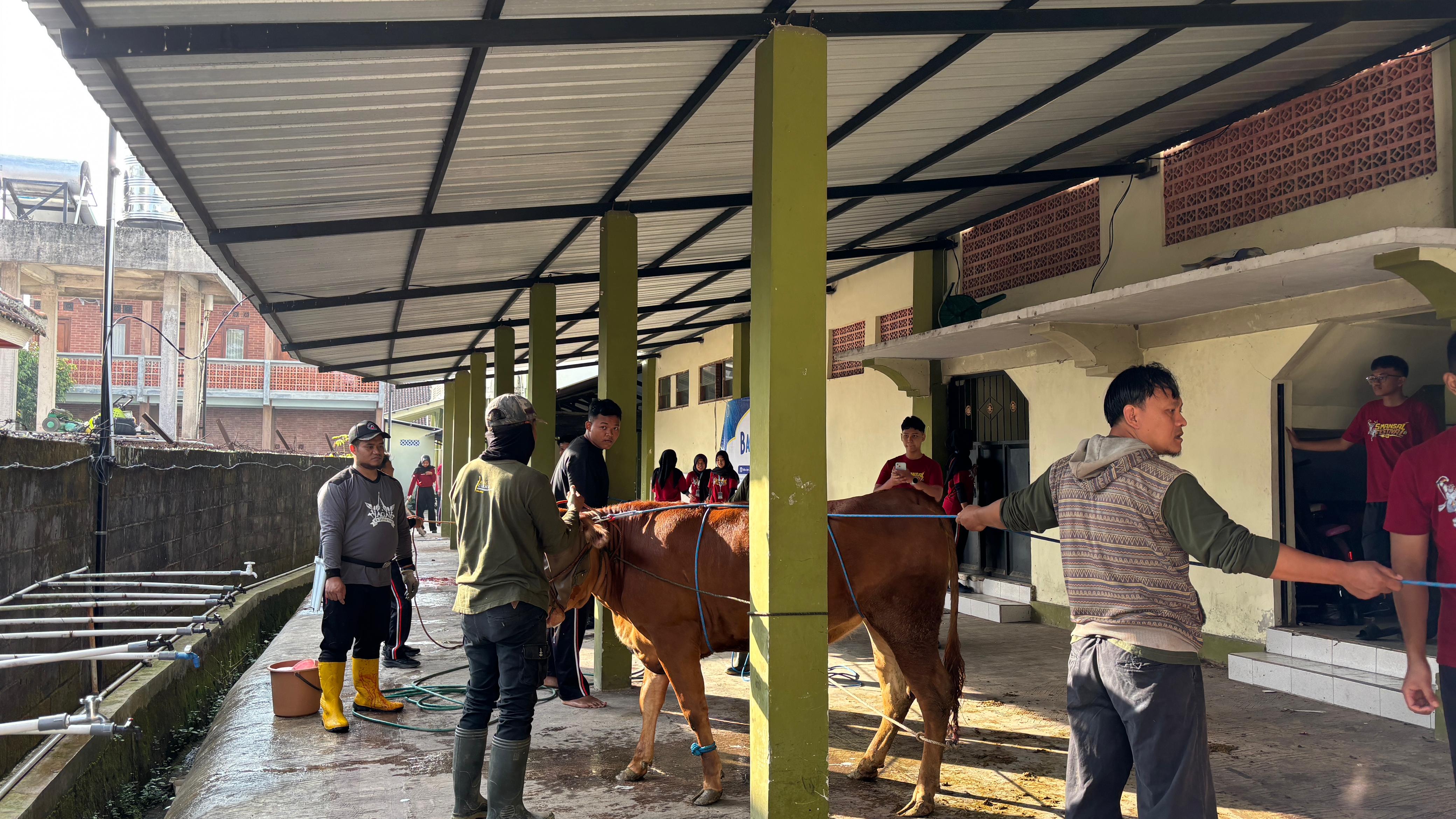 penyembelihan hewan qurban