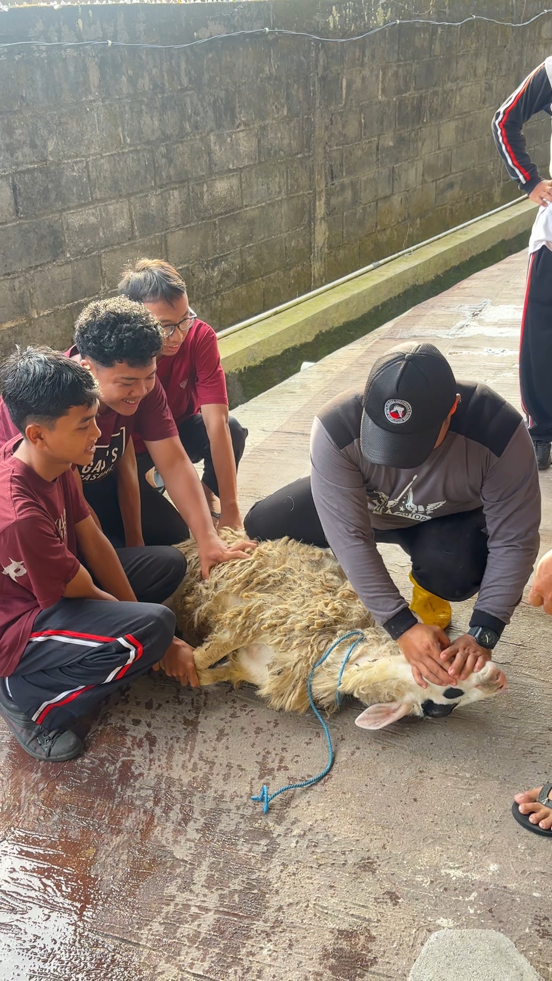 penyembelihan hewan qurban