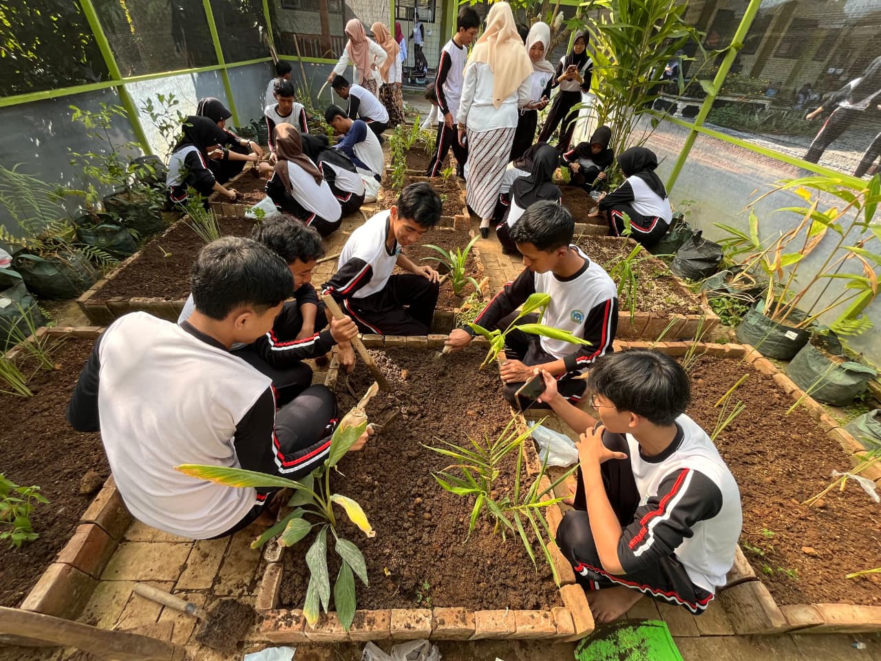 Penanaman TOGA di greenhouse
